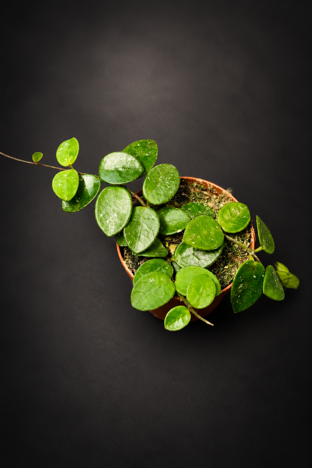 Hoya Mathilde