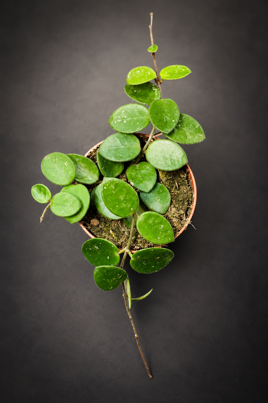 Hoya Mathilde