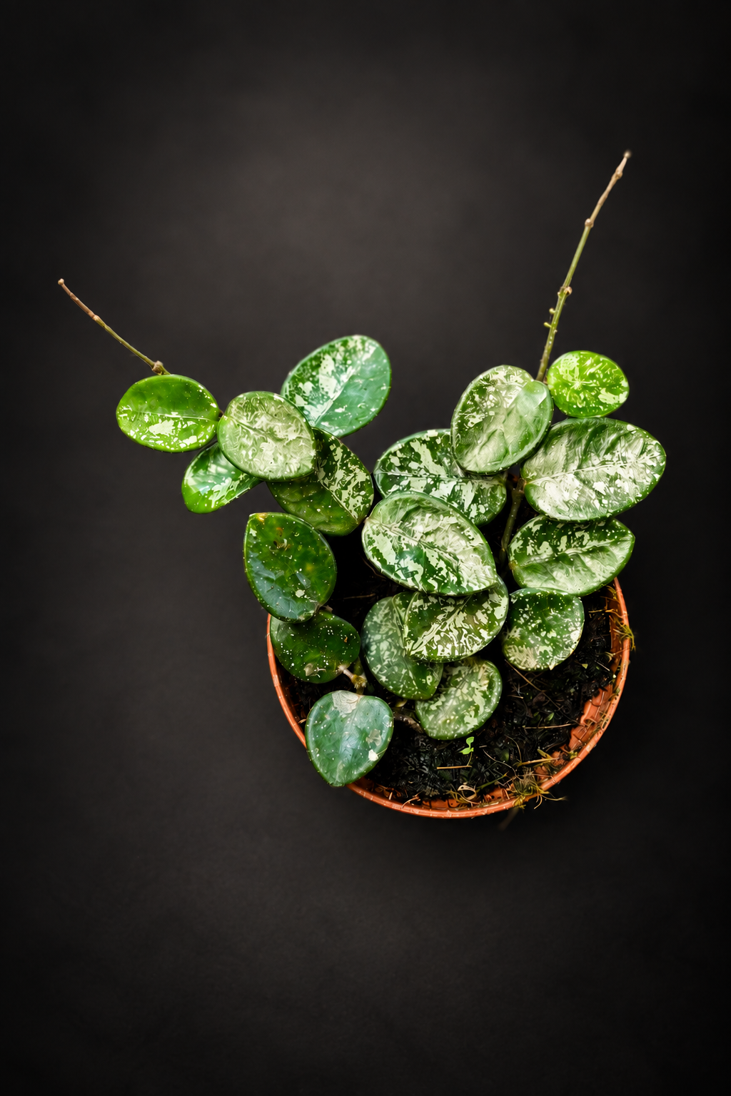 Hoya Mathilde Splash