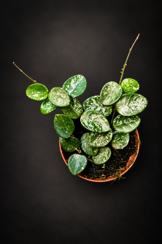 Hoya Mathilde Splash
