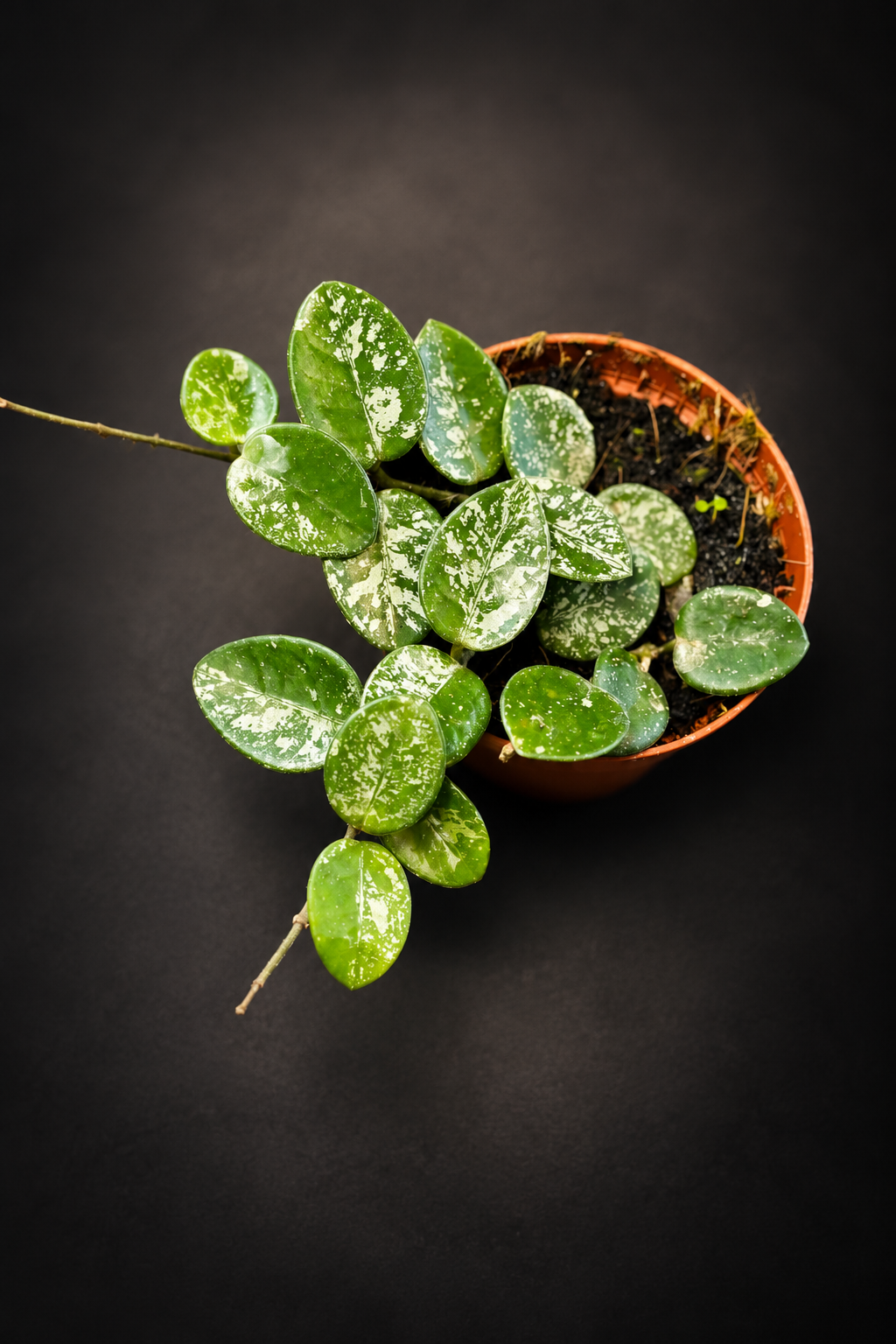 Hoya Mathilde Splash