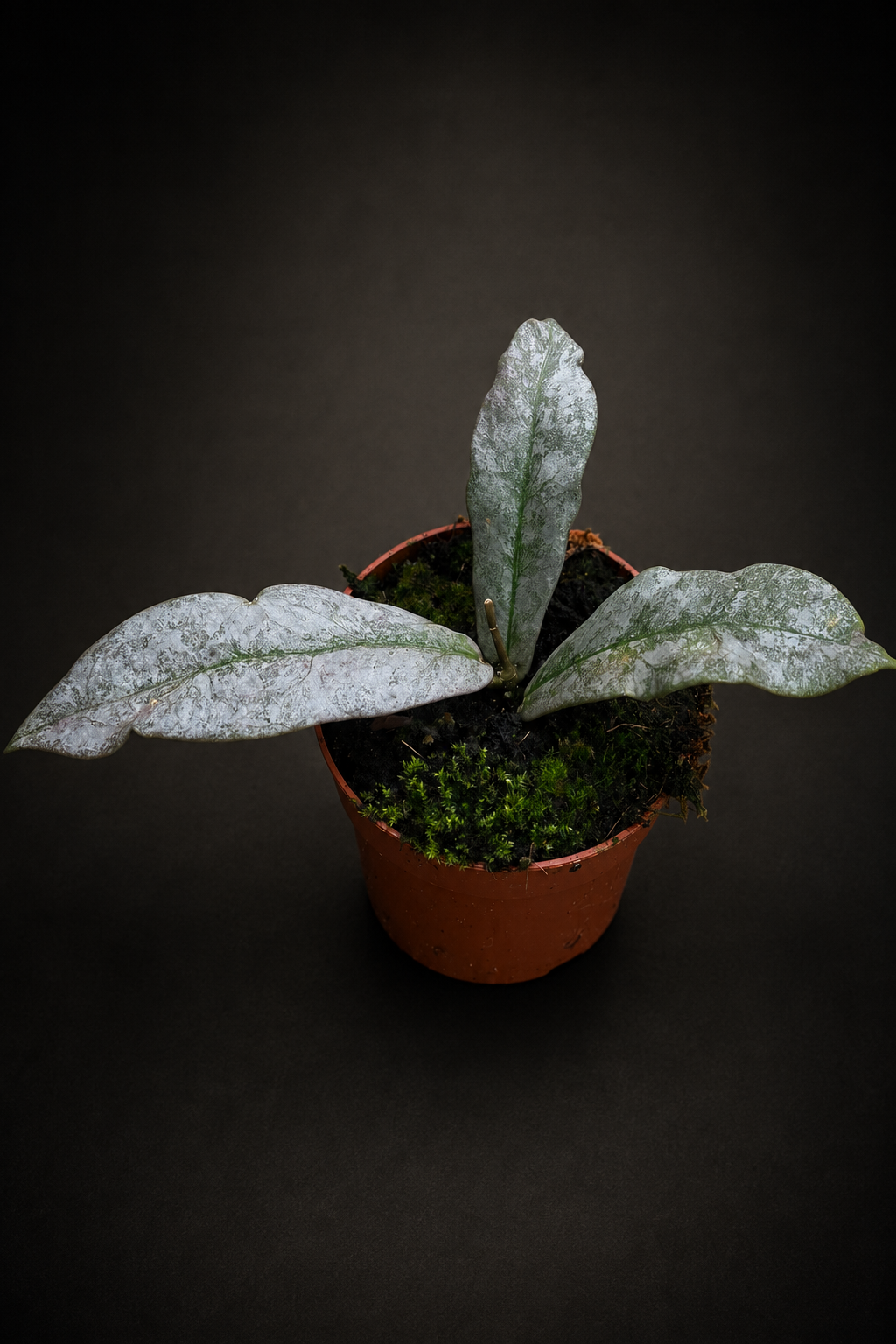 Hoya Mitrata Silver