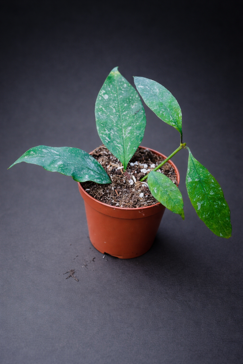 Hoya Multiflora Silver Splash - 8 cm potte