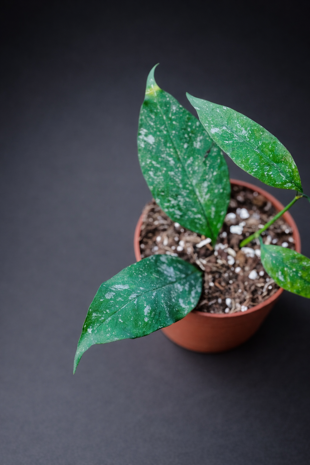 Hoya Multiflora Silver Splash - 8 cm potte
