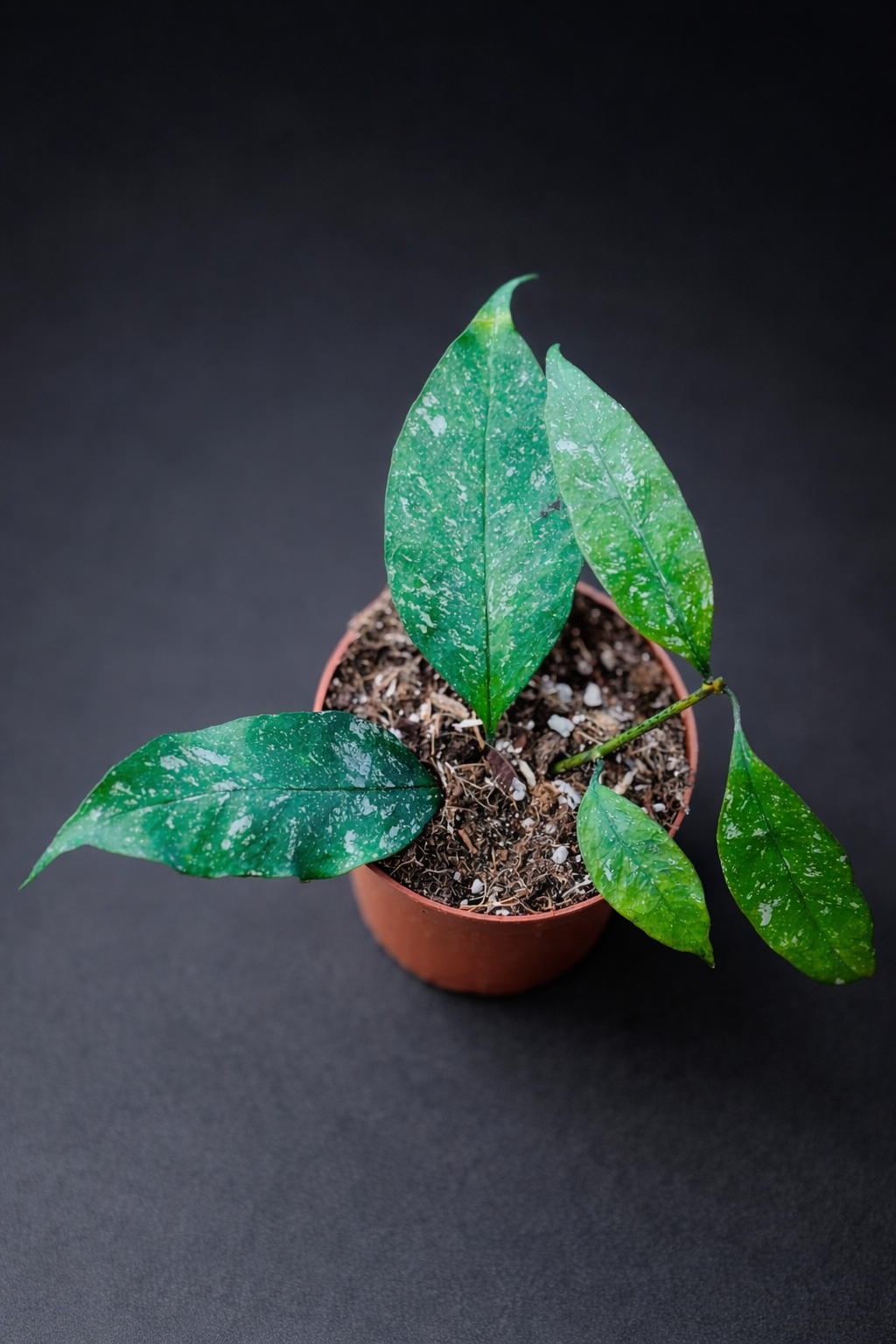 Hoya Multiflora Silver Splash - 8 cm potte