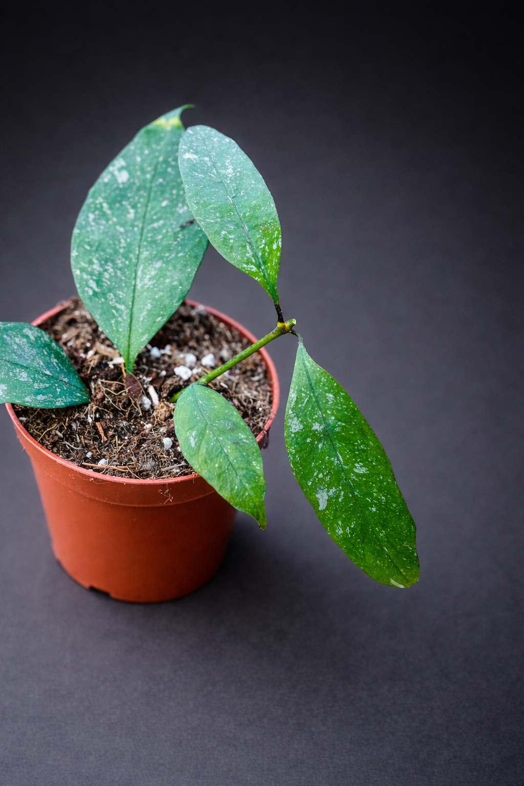 Hoya Multiflora Silver Splash - 8 cm potte