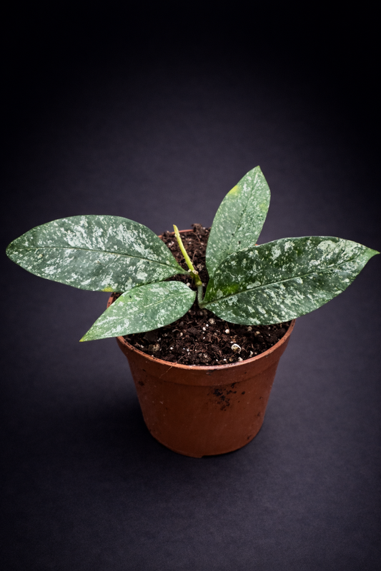 Hoya Multiflora Silver Splash