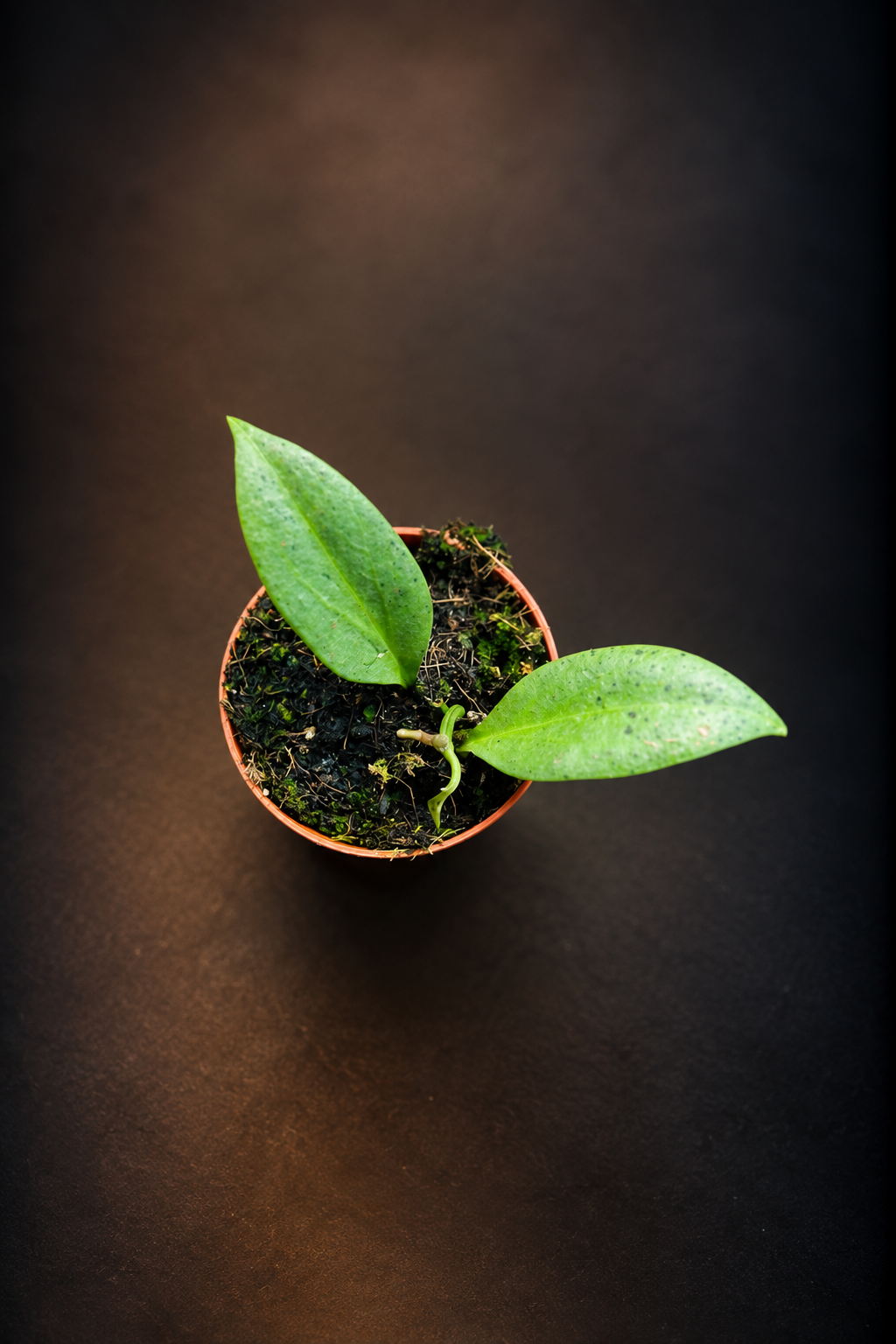 Hoya New Guinea Ghost
