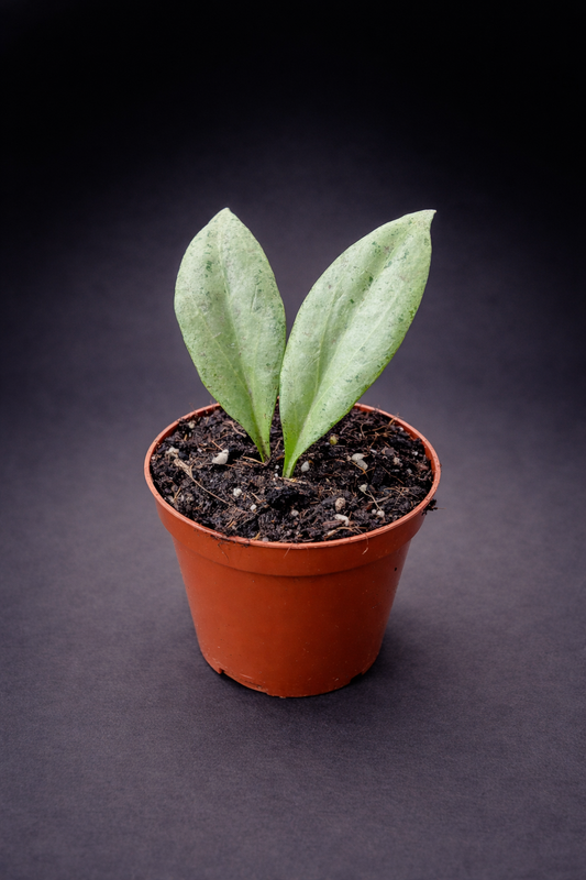 Hoya New Guinea Ghost