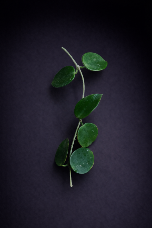 Hoya NoID - Stikling