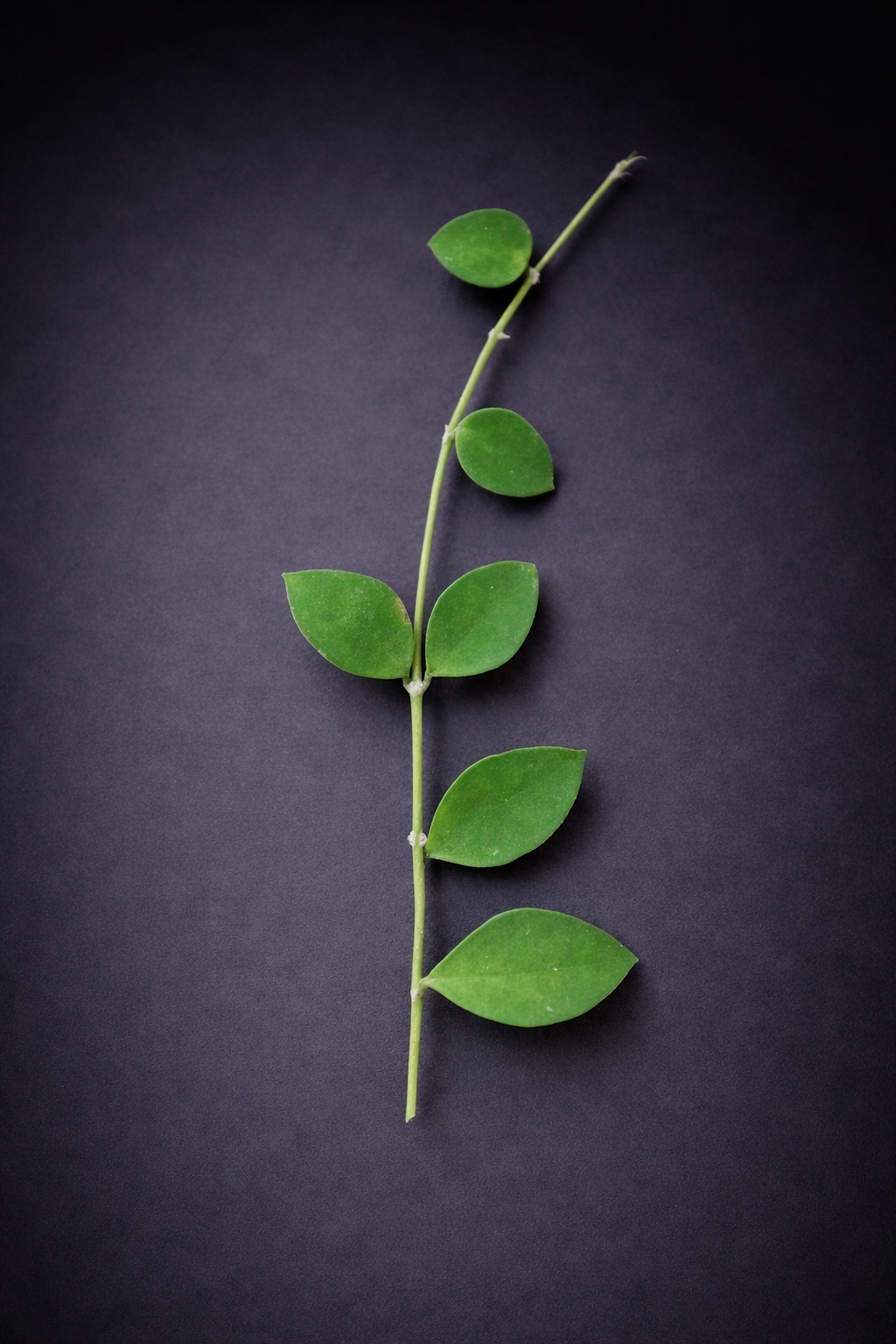 Hoya Nummularioides - stikling