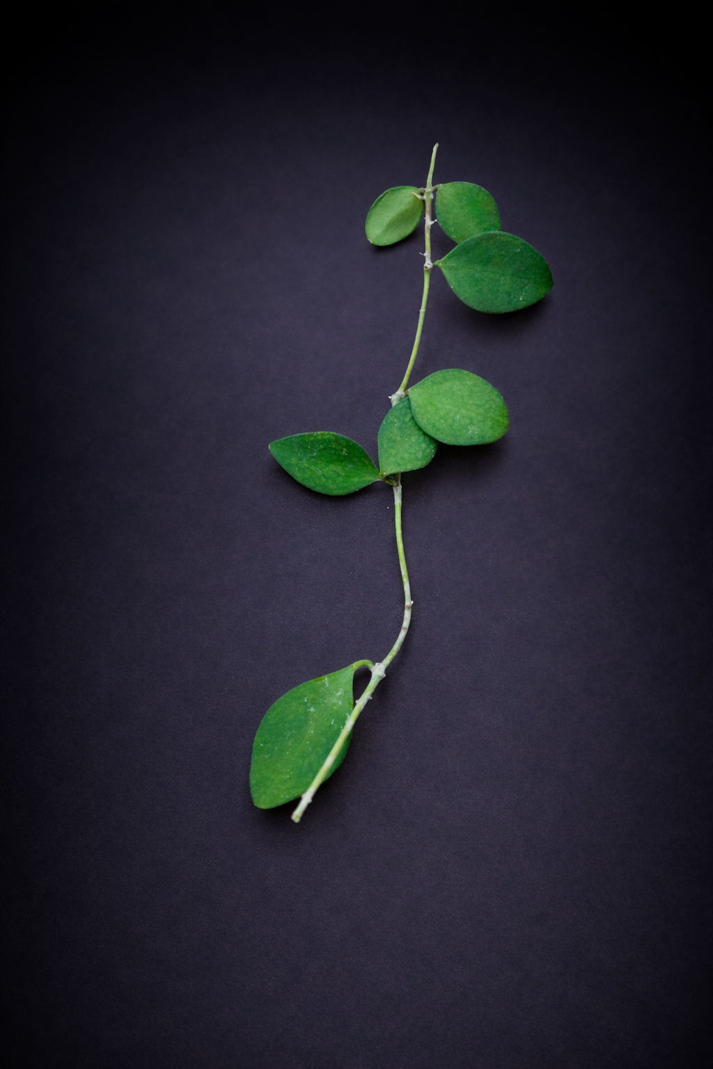 Hoya Nummularioides - stikling