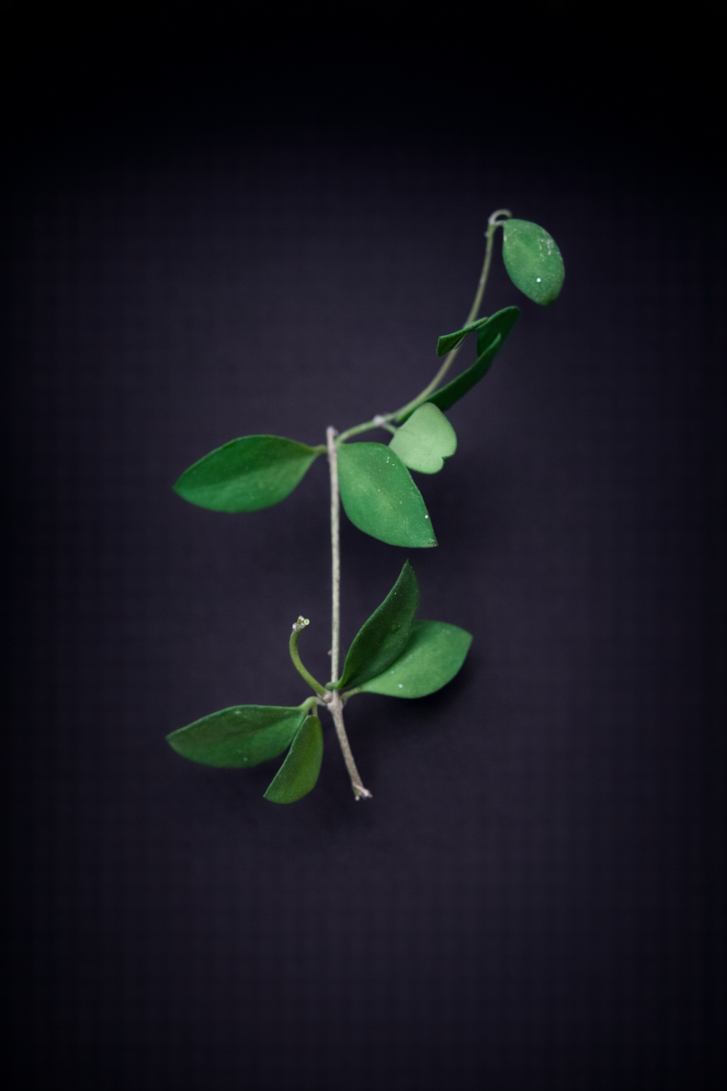 Hoya Nummularioides - stikling