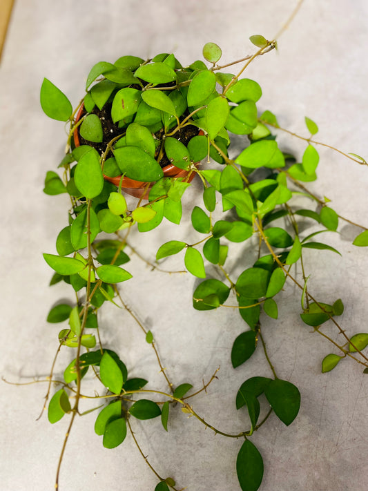 Hoya Nummularioides