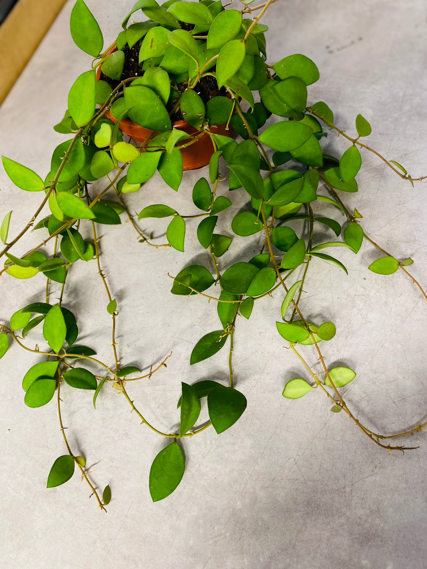 Hoya Nummularioides