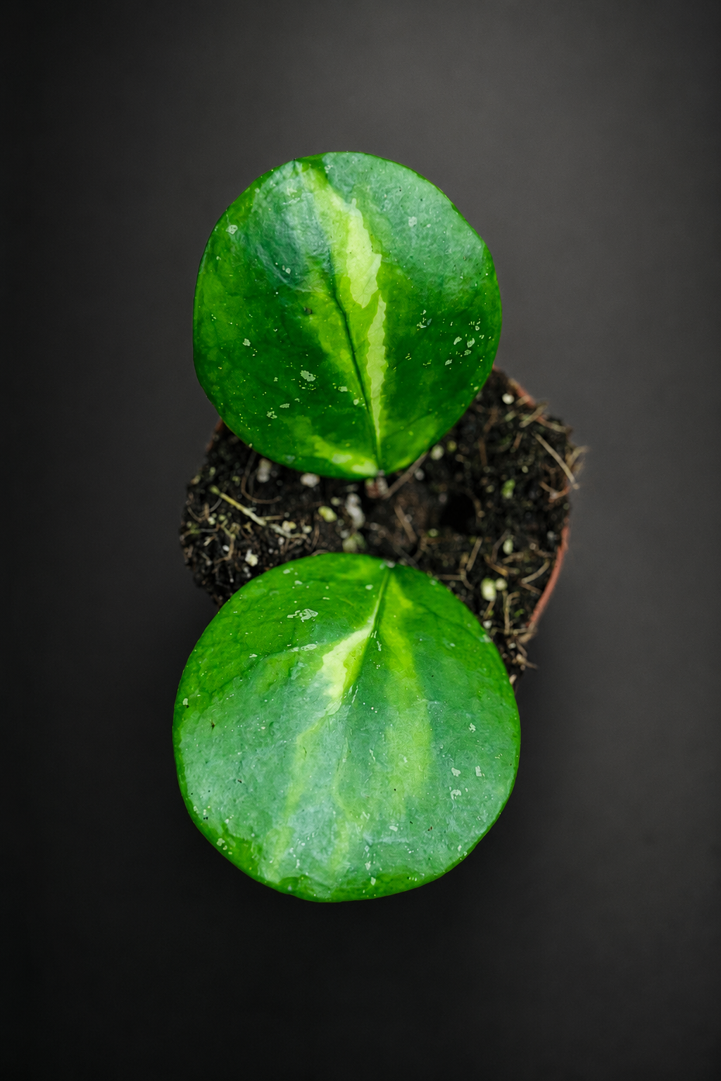 Hoya Obovata Variegata
