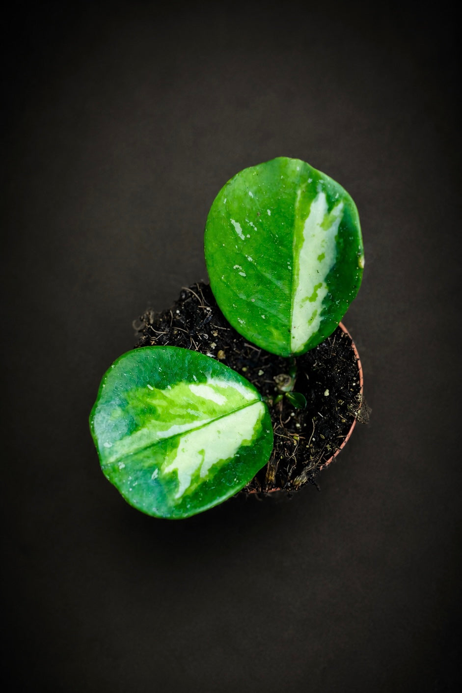 Hoya Obovata Variegata