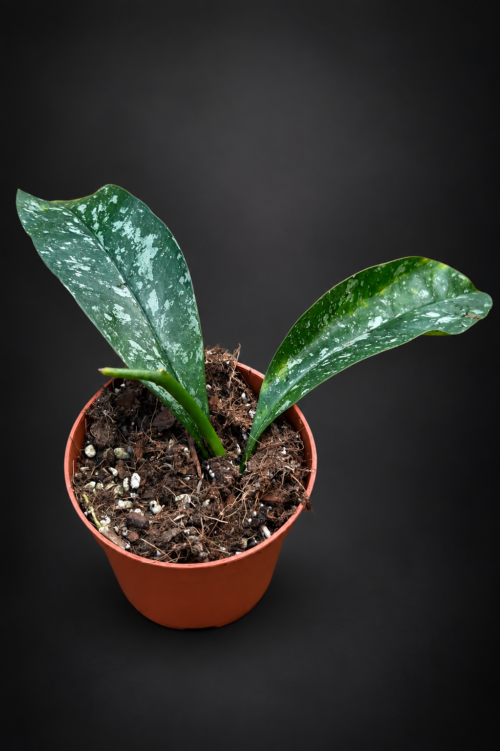 Hoya Occultata Splash