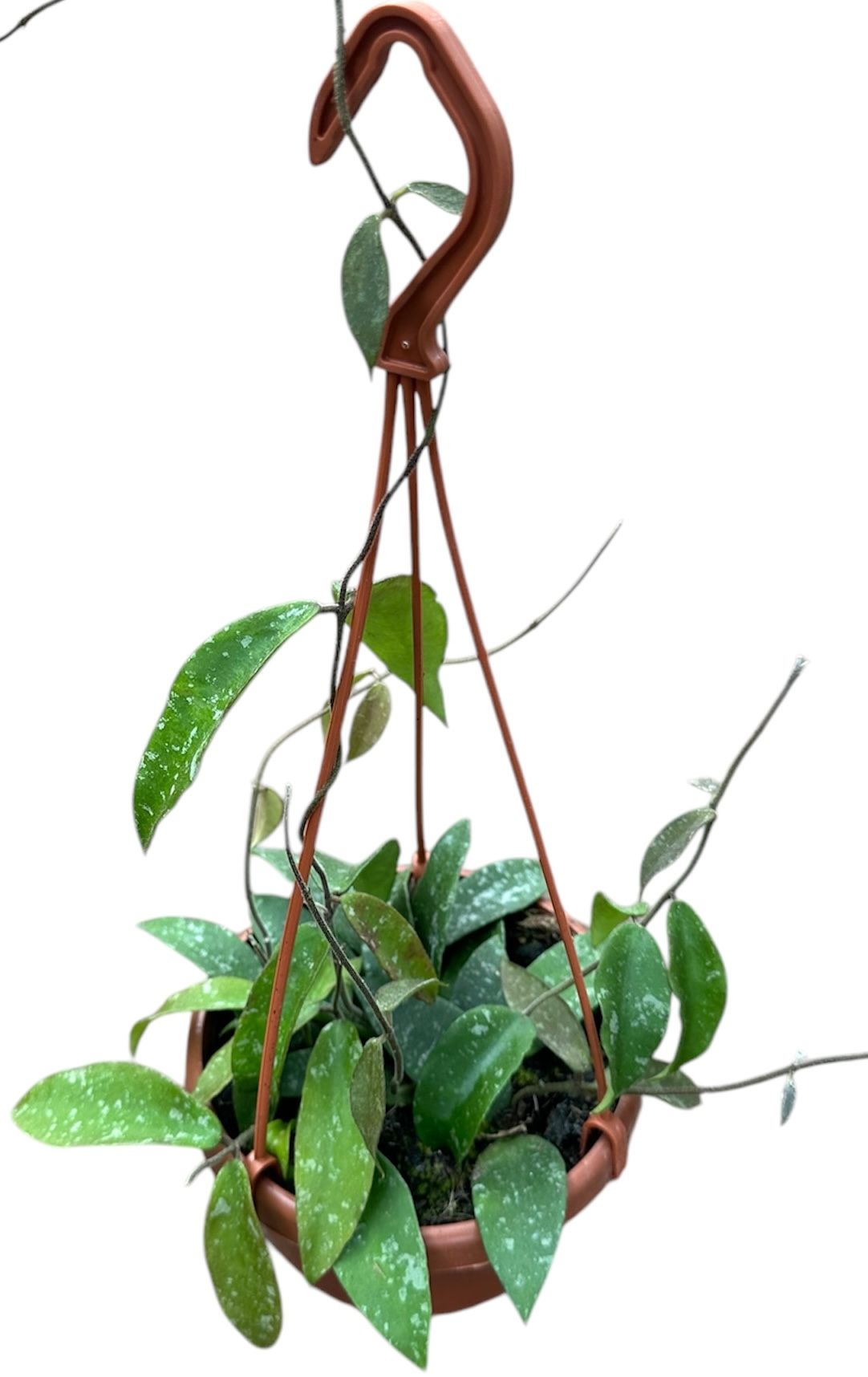 Hoya Phuwuaensis