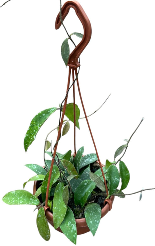 Hoya Phuwuaensis