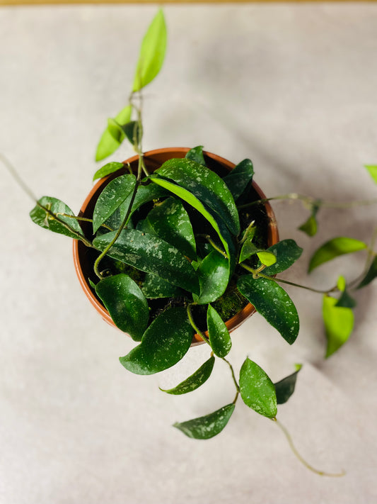 Hoya Phuwuaensis - 14 cm potte