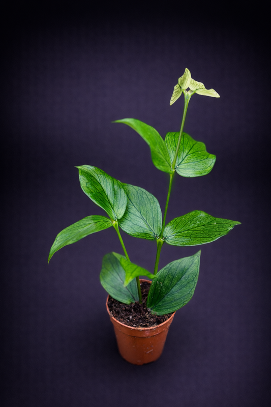 Hoya Polyneura - "Fishtail Hoya"