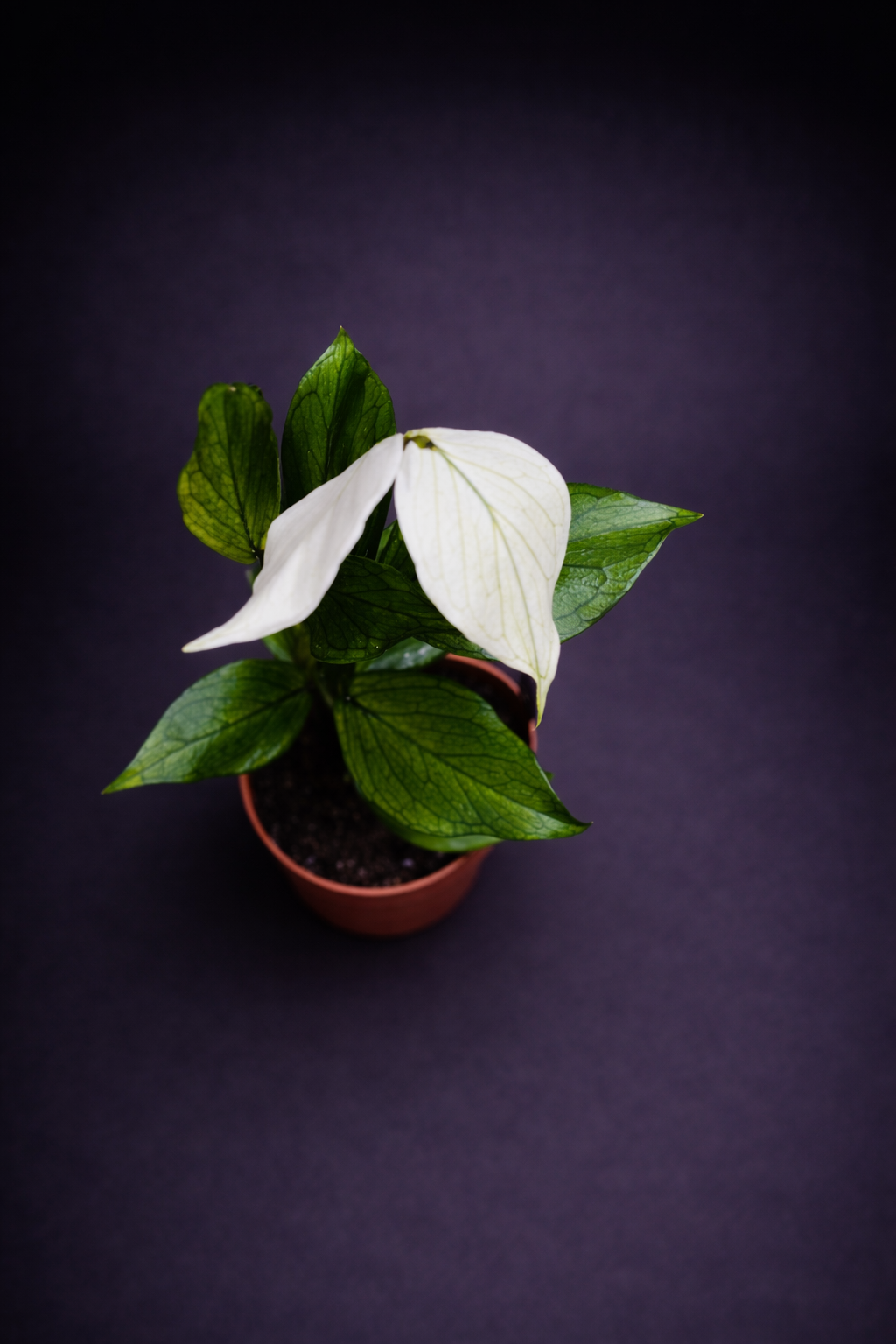 Hoya Polyneura - "Fishtail Hoya"