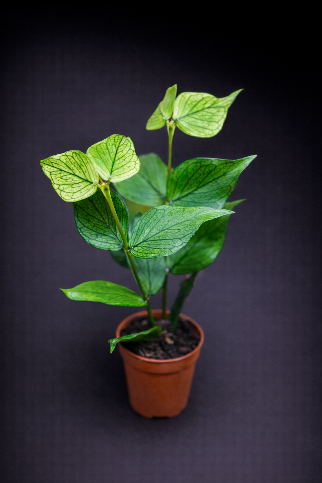 Hoya Polyneura - "Fishtail Hoya"