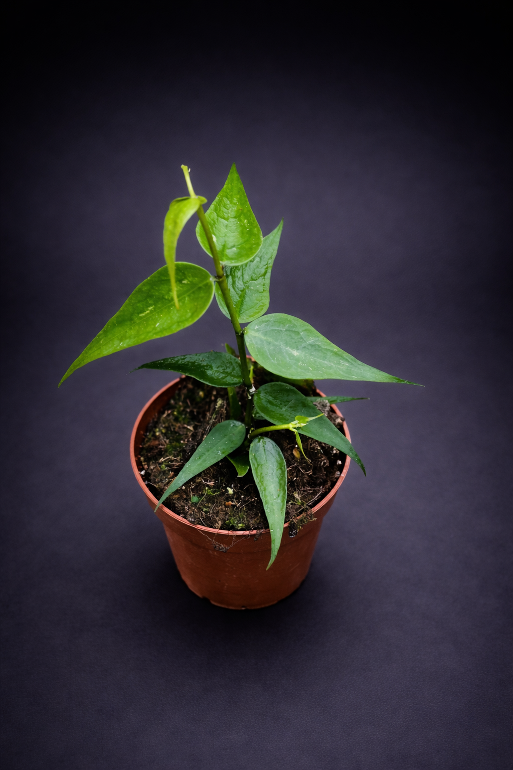 Hoya Polyneura Vietnam - Fishtail Hoya Vietnam