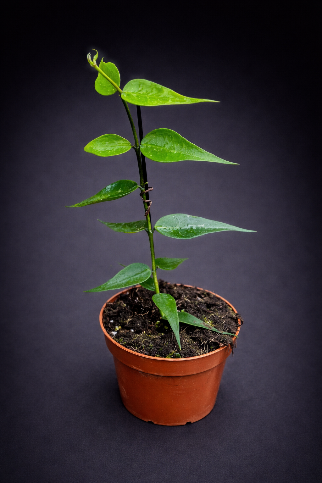 Hoya Polyneura Vietnam - Fishtail Hoya Vietnam