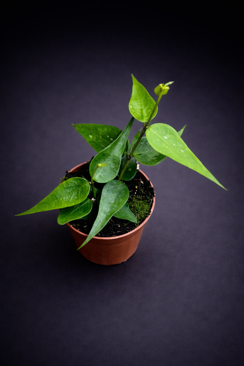 Hoya Polyneura Vietnam - Fishtail Hoya Vietnam