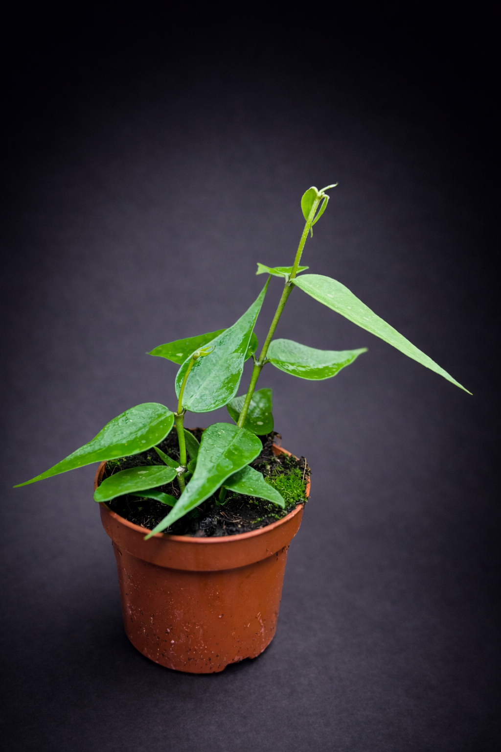 Hoya Polyneura Vietnam - Fishtail Hoya Vietnam