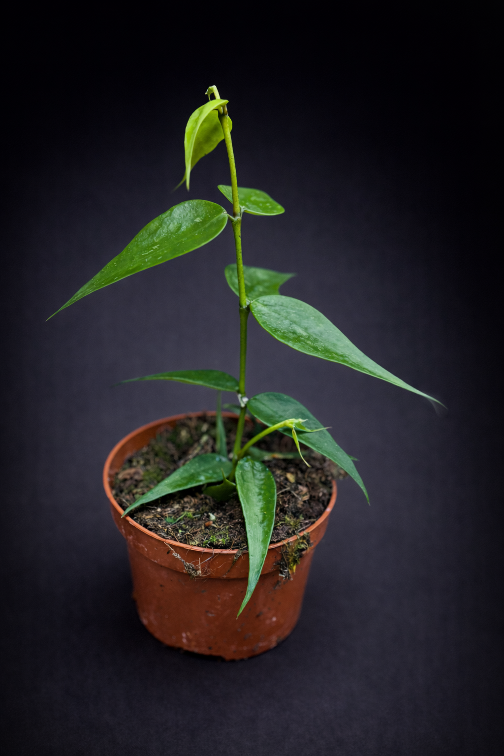 Hoya Polyneura Vietnam - Fishtail Hoya Vietnam