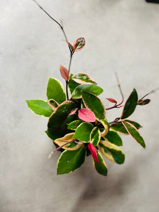 Hoya carnosa 'Purple Pride' - Kort