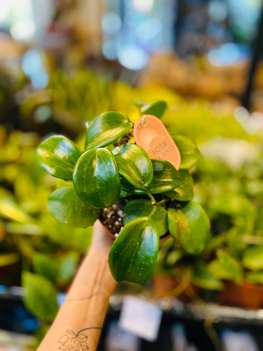 Hoya Quinquenervia med glatte, grønne blader, ideell for innendørs dekorasjon.