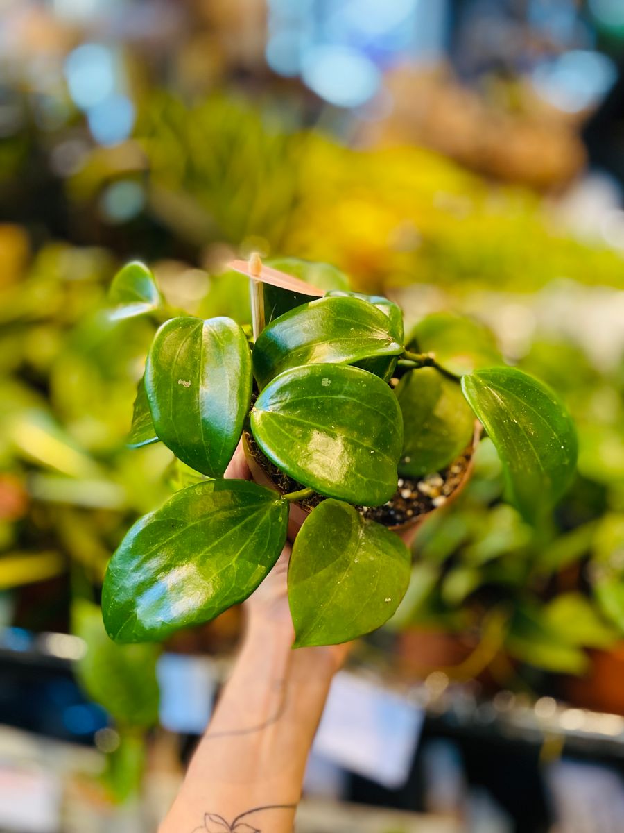 Hoya Quinquenervia med glatte, grønne blader, ideell for innendørs dekorasjon.