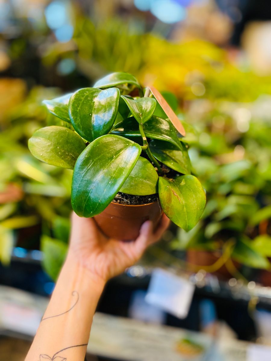 Hoya Quinquenervia med glatte, grønne blader, ideell for innendørs dekorasjon.