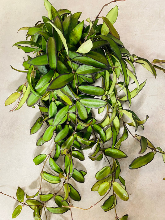 Hoya Rosita