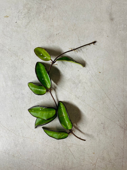 Hoya Rosita - Stikling ¨