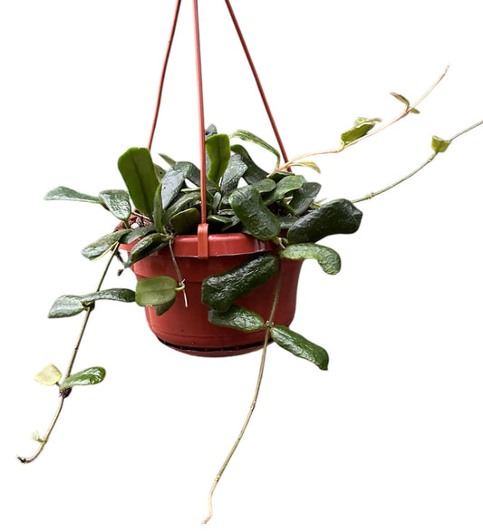 Hoya Rotundiflora
