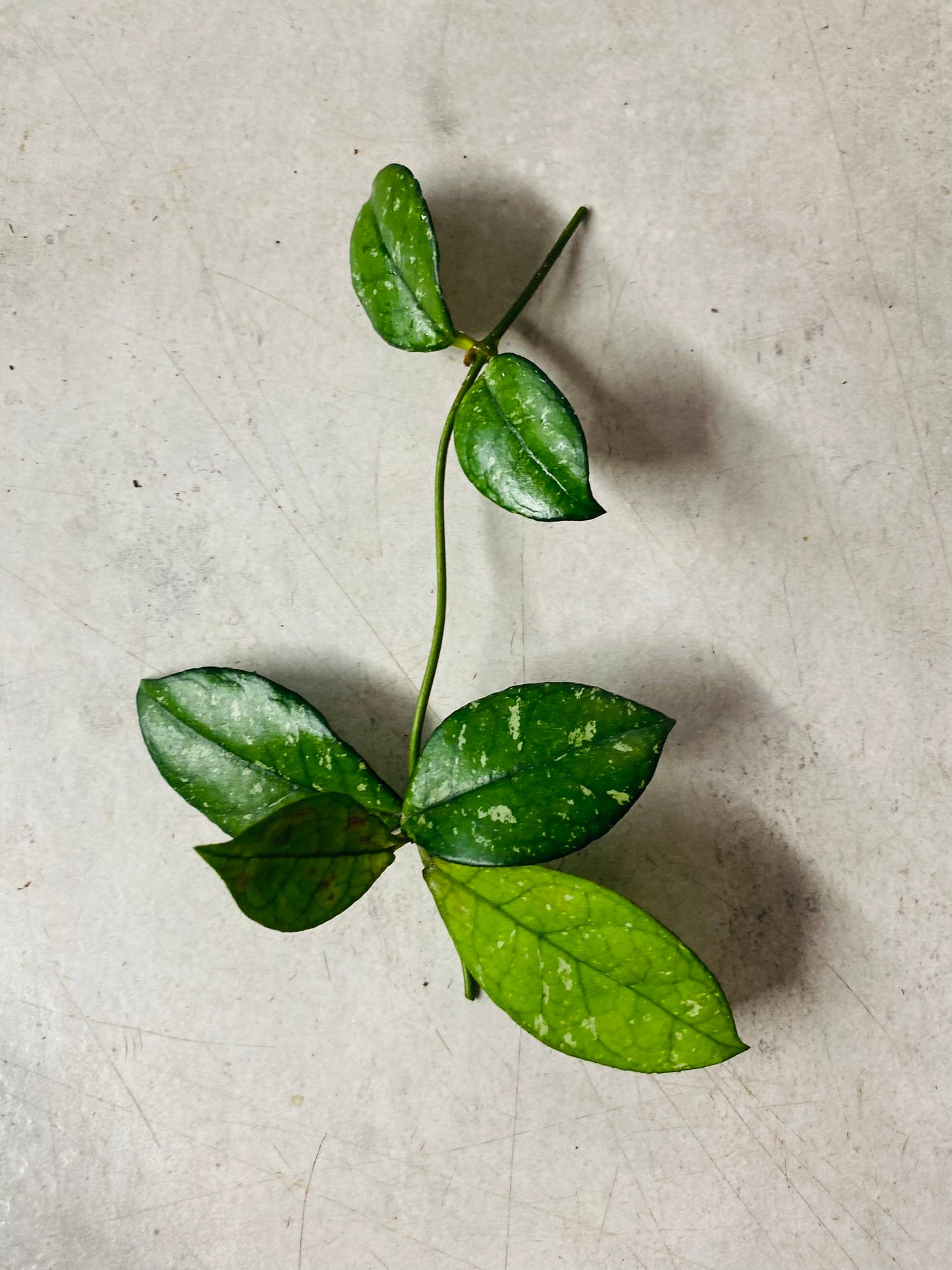 Hoya Crassipetiolata Round Form Splash - Stikling