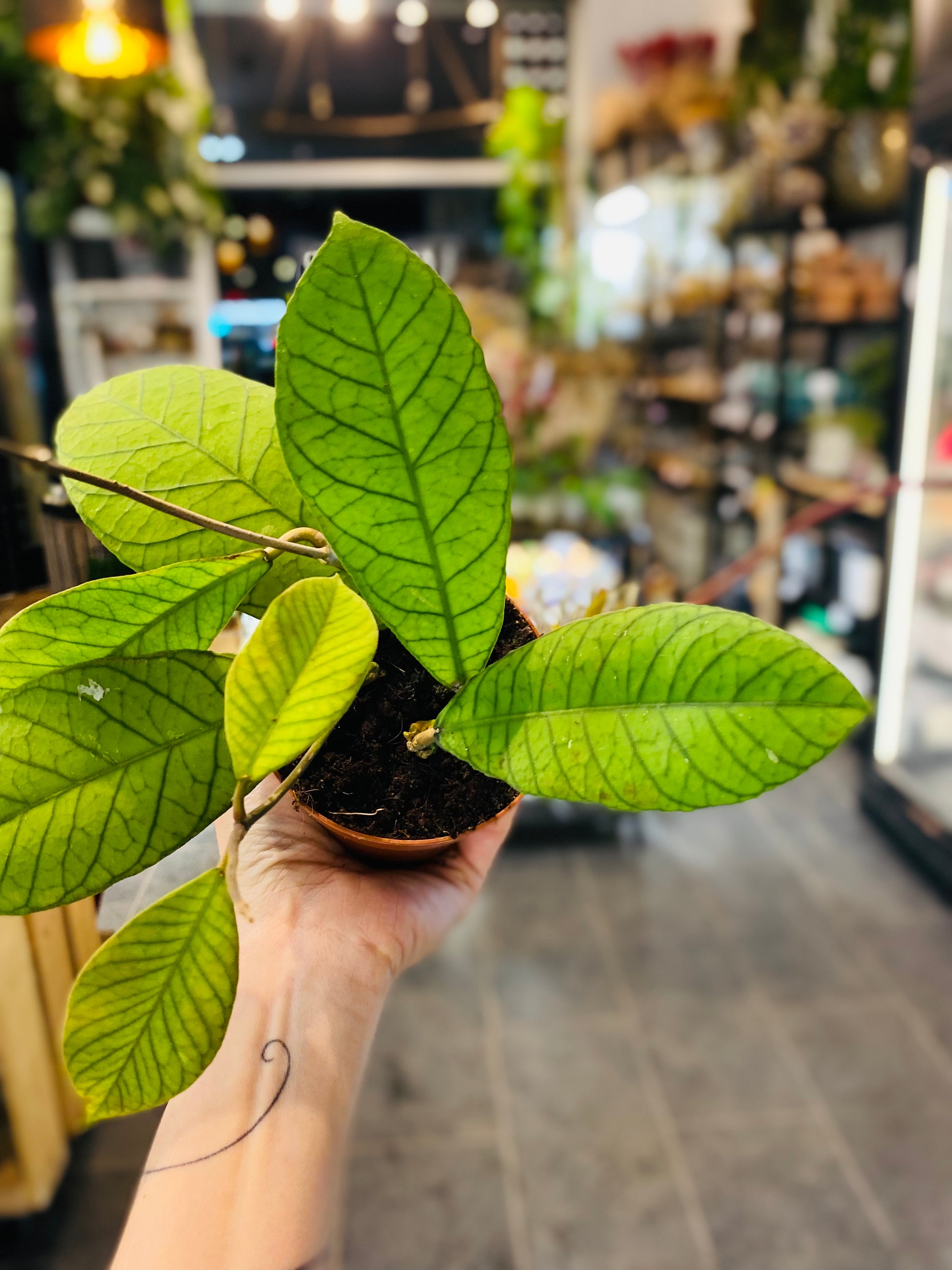 Hoya Sabah – Eksotisk Grønn Prakt