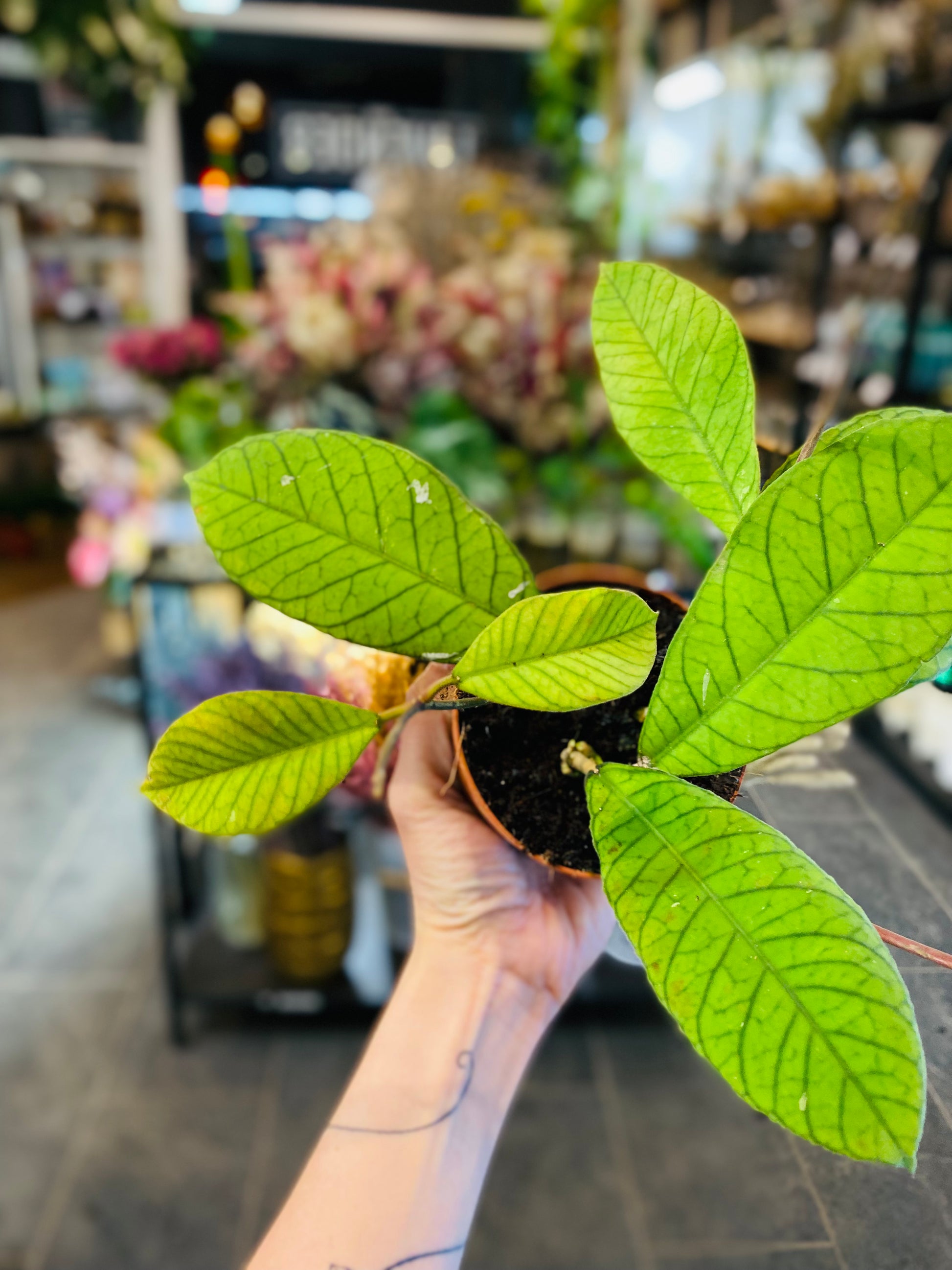 Hoya Sabah – Eksotisk Grønn Prakt