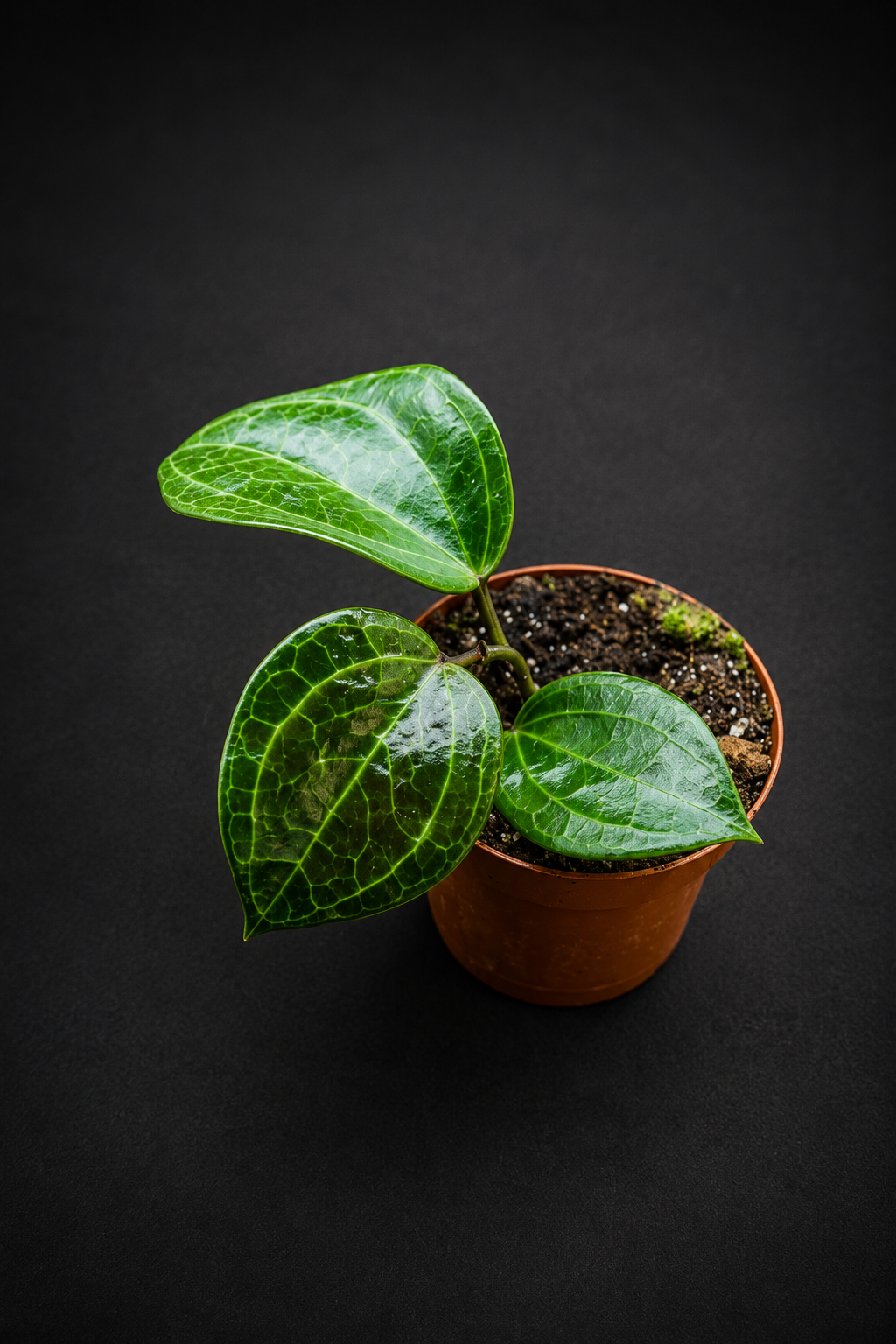 Hoya Sarawak Cream