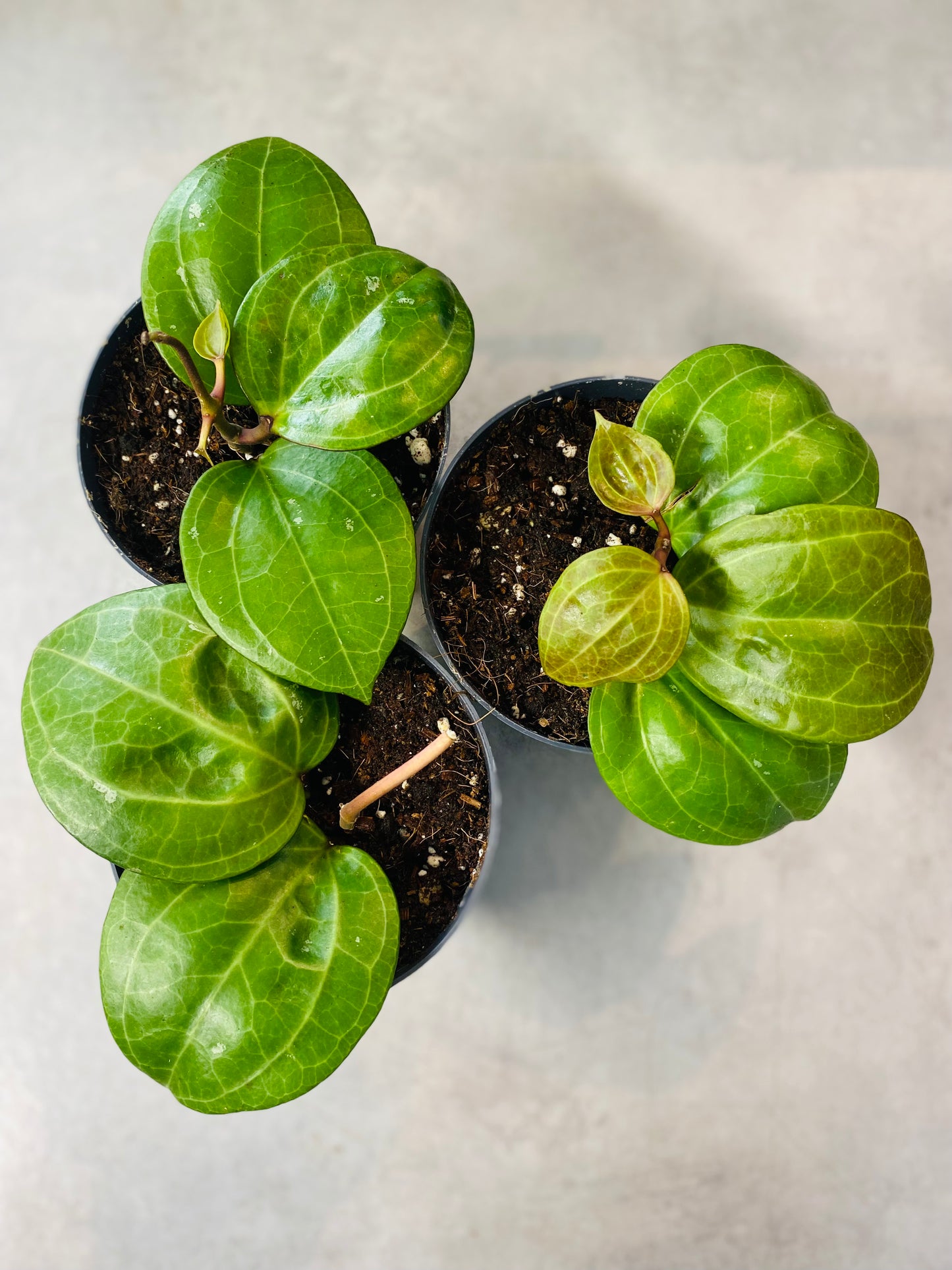 Hoya Sarawak Cream