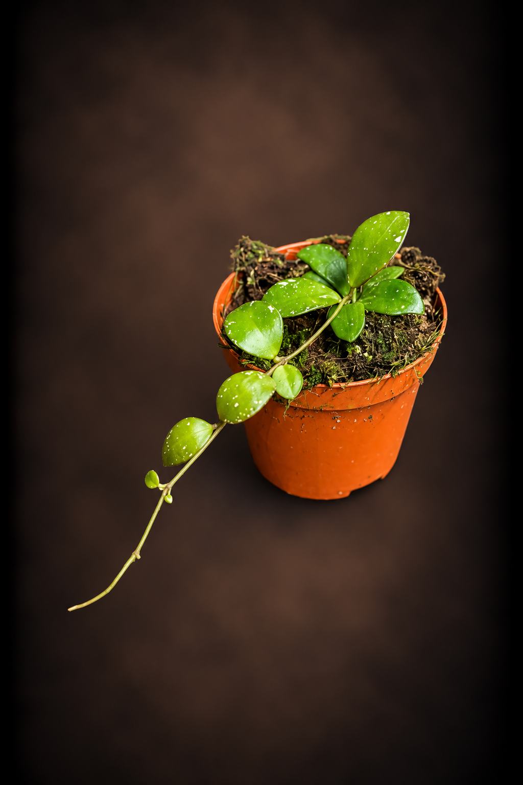 Hoya Sp Kalimantan Mini Coin