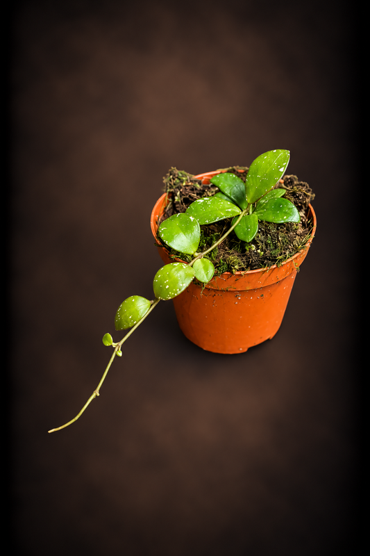 Hoya Sp Kalimantan Mini Coin