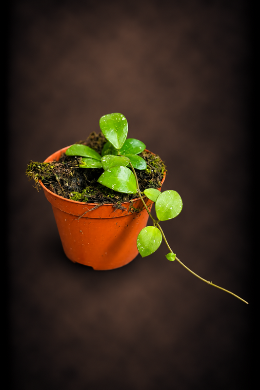 Hoya Sp Kalimantan Mini Coin