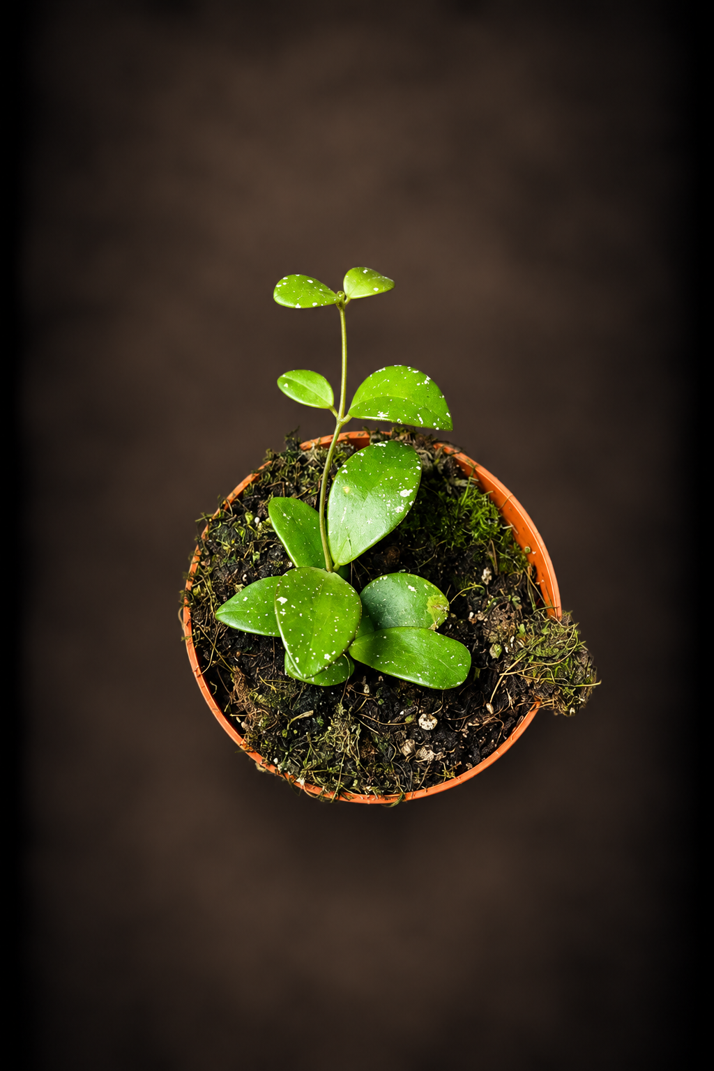 Hoya Sp Kalimantan Mini Coin