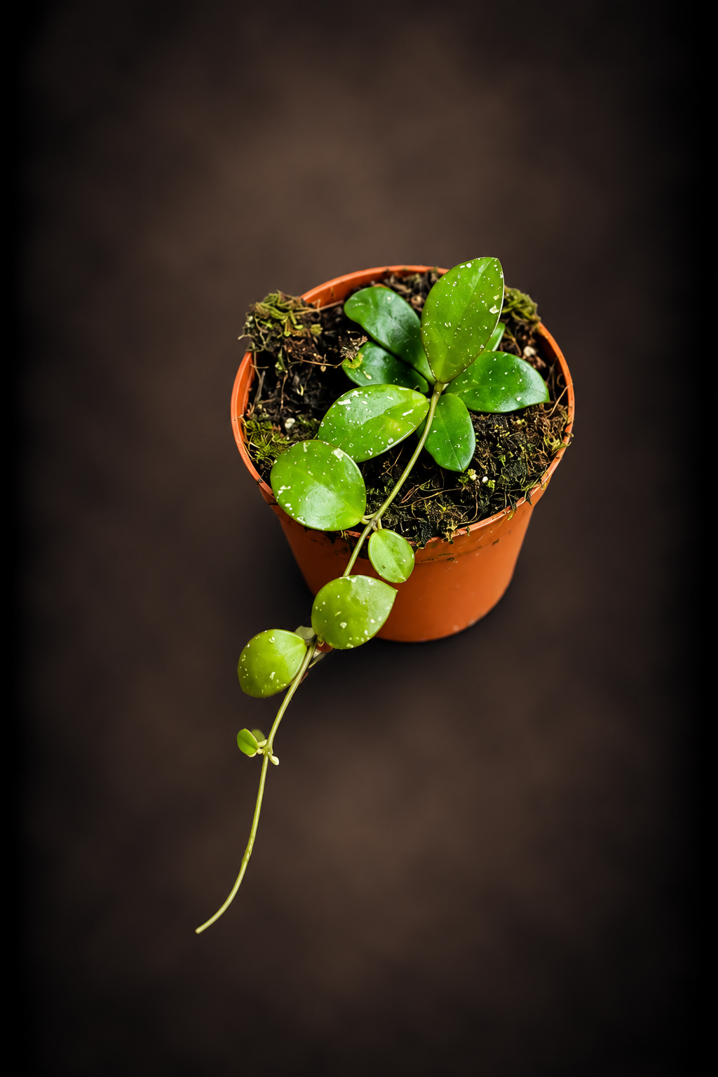 Hoya Sp Kalimantan Mini Coin
